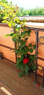 Rote Rose an einem Geländer