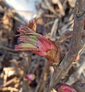 Pflanzensprossen im Frühling