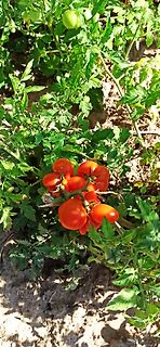 Tomatenpflanze mit reifen Früchten