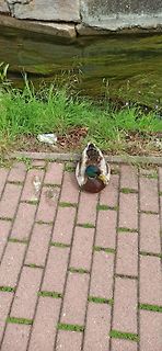 Ente auf Pflastersteinen am Wasser