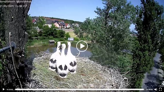 Drei junge Störche in einem Nest