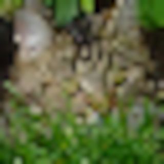 unscharfes Foto von Pflanzen oder Natur