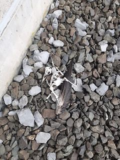Vogelskelett auf Schotter