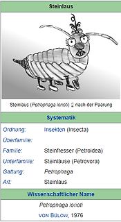 Illustration und Systematik der Steinlaus Petrophaga lorioti