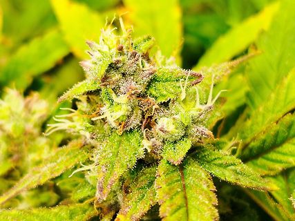 Nahaufnahme einer Cannabis-Blüte