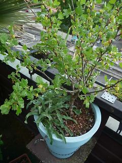 Topfpflanze mit Beeren auf einem Balkon