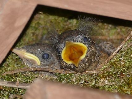Zwei junge Vogelschlüpfe im Nest
