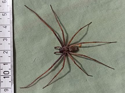 Große Spinne neben Lineal