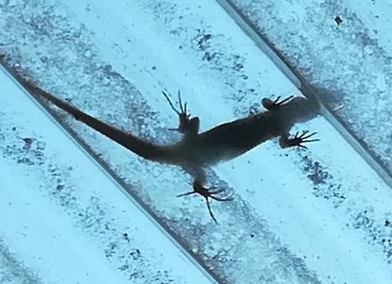 Eidechse auf Glasoberfläche