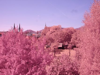 Landschaft mit rosa Bäumen und Gebäuden