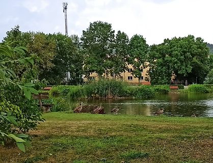 Landschaft mit Teich, Enten und Bäumen