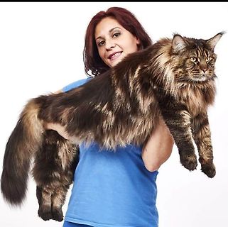 Frau hält eine sehr große Katze