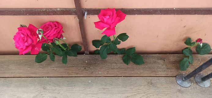 Drei rosa Rosen auf Holzuntergrund