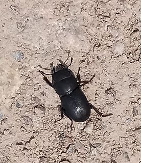 Käfer auf Steinboden