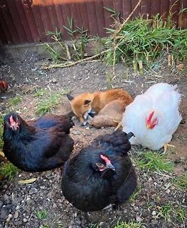 Hühner und Fuchs im Garten