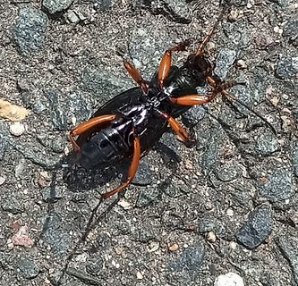 Käfer auf Boden