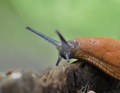 braune Schnecke auf Holz
