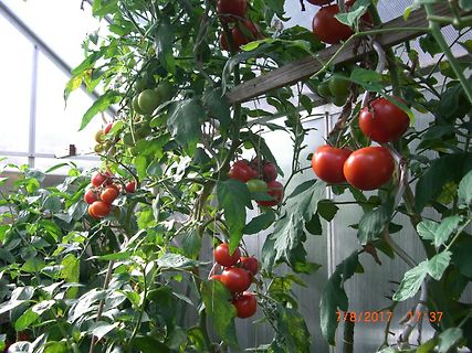 Tomatenpflanzen in einem Gewächshaus