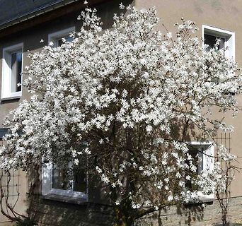 Blühender weißer Strauch vor einem Haus