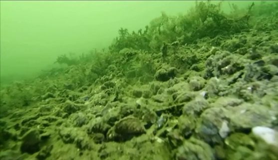 Unterwasseraufnahme von Algen und Steinen