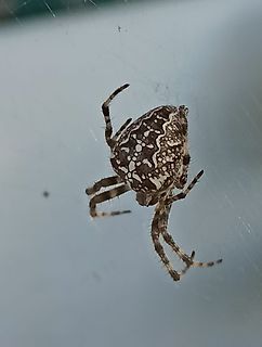Spinne an einer Glasscheibe