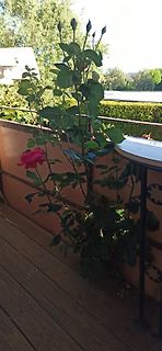 Rosepflanze auf einem Balkon
