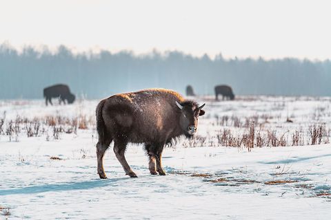 Bisons in einer verschneiten Landschaft