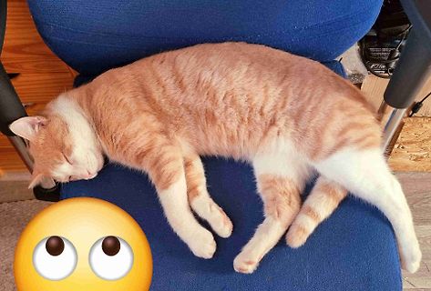 Schlafende rot-weiße Katze auf blauem Stuhl