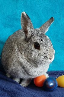 Grauer Kaninchen mit bunten Kugeln