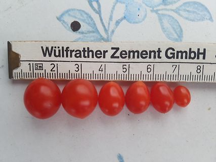 Tomaten neben einem Lineal