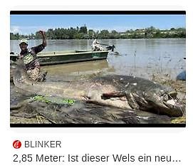 Großer Wels am Ufer mit Angler und Boot