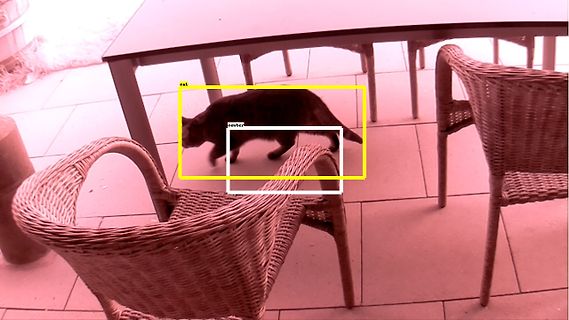 Katze auf Fliesen neben Tisch und Stühlen