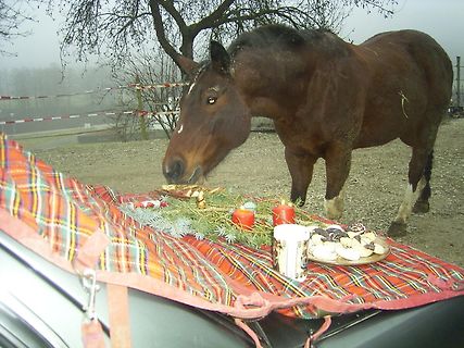 Pferd vor festlich gedecktem Tisch