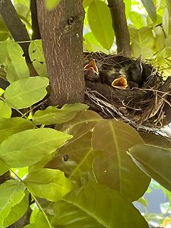 Vogelnester mit zwei Jungvögeln in einem Baum