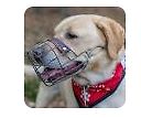 Hund mit Maulkorb und rotem Halstuch