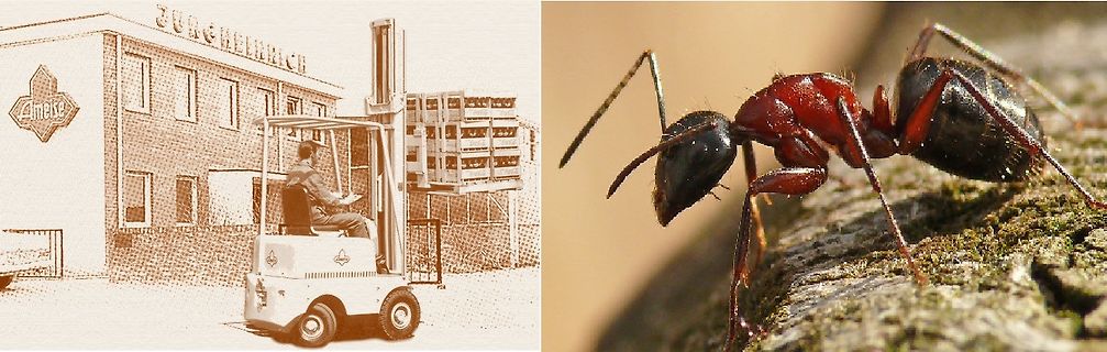 Collage aus Gabelstapler-Zeichnung und Ameise
