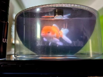 Dekorativer Glasbehälter mit Goldfisch-Motiv