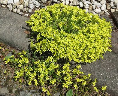 Gelbe Blumen zwischen Steinen