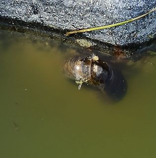 Schnecke im trüben Wasser