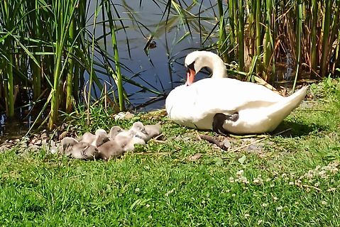 Schwan mit Küken am Wasserufer