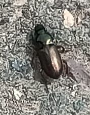 Nahaufnahme eines Insekts auf Untergrund