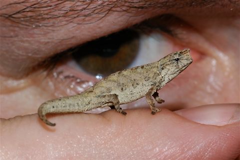 Chamäleon auf einem Finger vor einem Auge