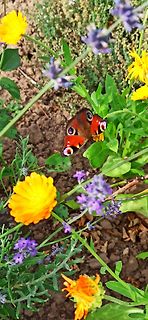 Schmetterling auf Blumen