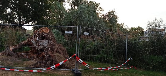 Baumstumpf hinter Bauzaun