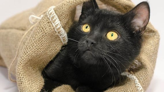 Schwarze Katze in einem Jutesack