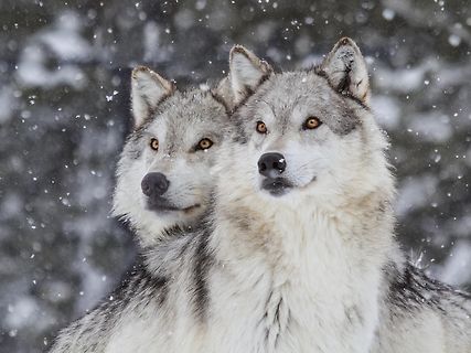 Zwei Wölfe im Schnee