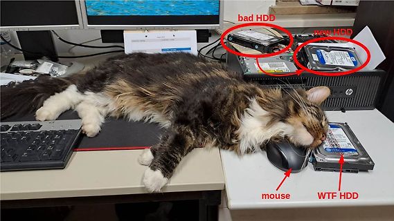 Katze liegt auf Tastatur und Festplatten