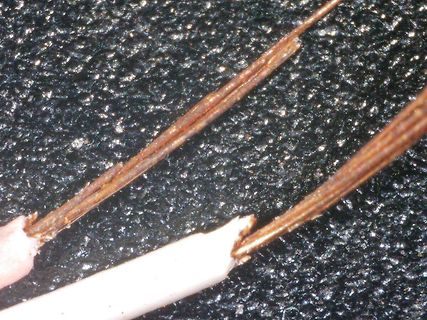 Defektes, gebrochenes Kabel mit freiliegenden Adern