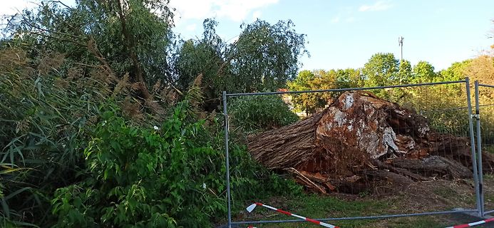 Baumstumpf hinter Bauzaun