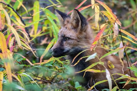 Fuchs im Gebüsch